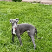 Manny, a male Italian Greyhound for sale in Nappanee, IN – Photo 1 of 8