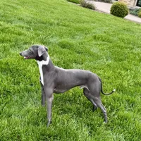 Manny, a male Italian Greyhound for sale in Nappanee, IN – Photo 6 of 8