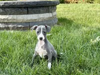 Janie , a female Italian Greyhound for sale in Nappanee, IN – 5 of 8