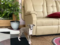 Georgia, a female Italian Greyhound for sale in Nappanee, IN – 3 of 9