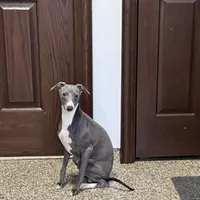 Aaron, a male Italian Greyhound for sale in Nappanee, IN – Photo 3 of 10