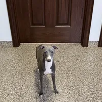 Aaron, a male Italian Greyhound for sale in Nappanee, IN – Photo 9 of 10