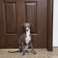 Aaron, a male Italian Greyhound for sale in Nappanee, IN – Photo 7 of 10