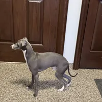 Aaron, a male Italian Greyhound for sale in Nappanee, IN – Photo 8 of 10