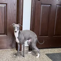 Aaron, a male Italian Greyhound for sale in Nappanee, IN – Photo 4 of 10