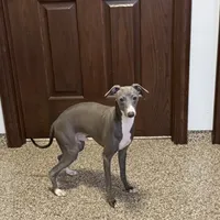 Aaron, a male Italian Greyhound for sale in Nappanee, IN – Photo 10 of 10