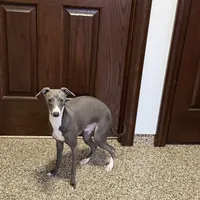Aaron, a male Italian Greyhound for sale in Nappanee, IN – Photo 5 of 10