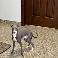 Aaron, a male Italian Greyhound for sale in Nappanee, IN – Photo 1 of 10