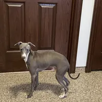 Aaron, a male Italian Greyhound for sale in Nappanee, IN – Photo 2 of 10