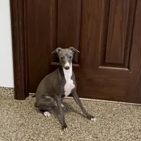 Aaron, a male Italian Greyhound for sale in Nappanee, IN – Photo 6 of 10