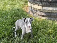 Shane, a male Italian Greyhound for sale in Nappanee, IN – 5 of 10