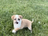 Cory, a male Havanese and Italian Greyhound for sale in Nappanee, IN – 10 of 10