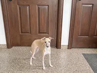 Rocky, a male Italian Greyhound for sale in Nappanee, IN – 6 of 7
