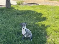 Olive, a female Italian Greyhound for sale in Nappanee, IN – 7 of 10
