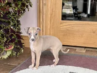 Leora, a female Italian Greyhound for sale in Nappanee, IN – 8 of 10
