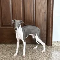 Mario, a male Italian Greyhound for sale in Nappanee, IN – Photo 3 of 9