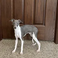 Mario, a male Italian Greyhound for sale in Nappanee, IN – Photo 7 of 9