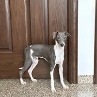 Mario, a male Italian Greyhound for sale in Nappanee, IN – Photo 1 of 9