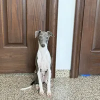 Mario, a male Italian Greyhound for sale in Nappanee, IN – Photo 9 of 9