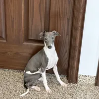 Mario, a male Italian Greyhound for sale in Nappanee, IN – Photo 5 of 9