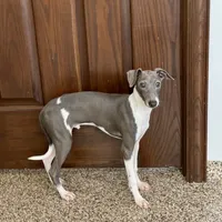 Mario, a male Italian Greyhound for sale in Nappanee, IN – Photo 6 of 9