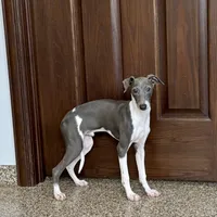 Mario, a male Italian Greyhound for sale in Nappanee, IN – Photo 4 of 9