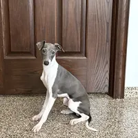 Mario, a male Italian Greyhound for sale in Nappanee, IN – Photo 2 of 9