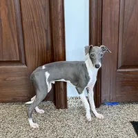Mario, a male Italian Greyhound for sale in Nappanee, IN – Photo 8 of 9