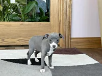 Mimi, a female Italian Greyhound for sale in Nappanee, IN – Photo 3 of 5