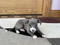 Mimi, a female Italian Greyhound for sale in Nappanee, IN – Photo 4 of 5