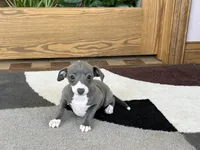 Mimi, a female Italian Greyhound for sale in Nappanee, IN – Photo 5 of 5