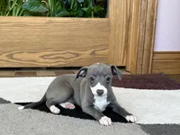 Mimi, a female Italian Greyhound for sale in Nappanee, IN – Photo 1 of 5