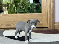 Mimi, a female Italian Greyhound for sale in Nappanee, IN – Photo 2 of 5