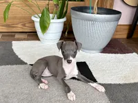 Sonya, a female Italian Greyhound for sale in Nappanee, IN – 5 of 7