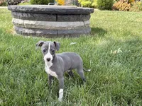 Janie , a female Italian Greyhound for sale in Nappanee, IN – 7 of 8