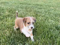 Cade , a male Havanese and Italian Greyhound for sale in Nappanee, IN – 9 of 10