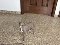 Olive, a female Italian Greyhound for sale in Nappanee, IN – 3 of 9