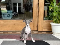 Olive, a female Italian Greyhound for sale in Nappanee, IN – 4 of 10