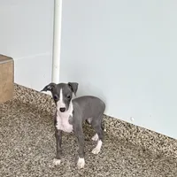 Hellen , a female Italian Greyhound for sale in Nappanee, IN – Photo 1 of 9