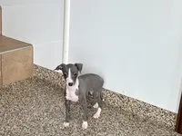 Hellen , a female Italian Greyhound for sale in Nappanee, IN – Photo 1 of 9