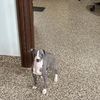 Hellen , a female Italian Greyhound for sale in Nappanee, IN – Photo 8 of 9