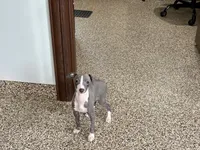 Hellen , a female Italian Greyhound for sale in Nappanee, IN – Photo 8 of 9