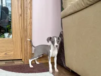 Heidi , a female Italian Greyhound for sale in Nappanee, IN – Photo 5 of 10
