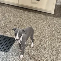 Hellen , a female Italian Greyhound for sale in Nappanee, IN – Photo 4 of 9