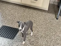 Hellen , a female Italian Greyhound for sale in Nappanee, IN – Photo 4 of 9