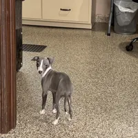 Hellen , a female Italian Greyhound for sale in Nappanee, IN – Photo 6 of 9