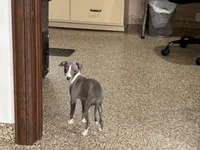 Hellen , a female Italian Greyhound for sale in Nappanee, IN – Photo 6 of 9