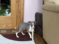 Heidi , a female Italian Greyhound for sale in Nappanee, IN – Photo 3 of 10