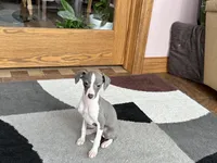 Heidi , a female Italian Greyhound for sale in Nappanee, IN – Photo 10 of 10