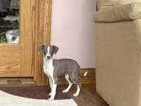 Heidi , a female Italian Greyhound for sale in Nappanee, IN – Photo 1 of 10